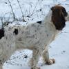 English springer spaniel looking for stud