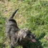 12 weeks old male Labradoodle/Aussie doodle