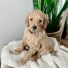 F1b Goldendoodle Puppies