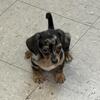 Silver dapple chiweenie female