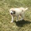 Great Pyrenees- Navarre, OH