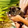 AKC - French Bulldog Puppy - Brindle - Isabella Carrier Female