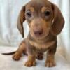 Chocolate and tan, mini dachshund male puppy