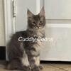 Female Maine coon kitten