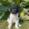 F1b Labradoodle Puppies!