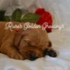 AKC Red Golden Retriever Puppy Announcement!