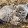 Persian and Exotic Shorthair kittens