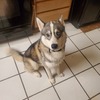 Male Huskey looking for loving home