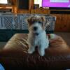 Male Russell Terrier , AKC registered.
