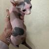 Calico Elf Sphynx ❤️
