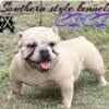 Exotic Bully puppy USBR open for reservation