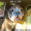 Beautiful English bulldog puppies available