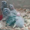 Green cheek conure babies will be looking for a forever home soon!