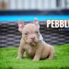 American bully micro