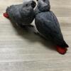 Baby African Grey Fully weaned. 16 week old