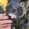 Havanese Puppies