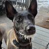1 yr old Malinois 