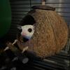 Three sugar gliders 