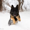 German shepherd puppies