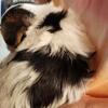 CKC  reg yorkie 