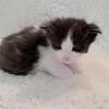 CFA Certified Mainecoon Kittens. 