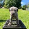 CANE CORSO SALE WONT LAST