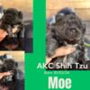 AKC male shih tzu puppies 