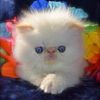 Persian Himalayan Kittens