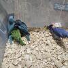 Two beautiful weened handfed babies