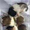 Teddy bear Shih Tzu