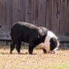 Adult Male English Bulldog