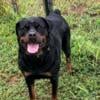 Akc adult female Rottweiler