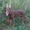 Full Euro Doberman Red Female $3500