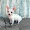 Chihuahuas, Pomeraian, Poodles, French Bulldogs, Yorkies, Morkies, Maltese puppies