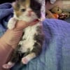 Beautiful Exotic Calico Persian born 8/8/24