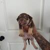 Standard bully pups 
