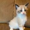 Ragdolls kittens available