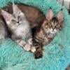 Introducing our exquisite Maine Coon kittens!