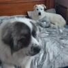 Great pyrenees, Perfect puppies for your home or farm. Sweet lovable puppies