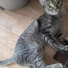 Devon Rex mix
