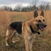 Free full blood German shepherd