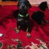 Doberman puppies available now