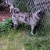 Spayed female pug