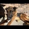 BEAUTIFUL GERMAN SHEPHERD needs rehoming