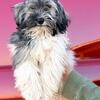 AKC Havanese Puppies