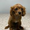 KING CHARLES CAVALIER PUPPIES FOR SALE