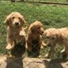 AKC Golden Retrievers Beautiful Only 1 Female Left And 2 Males  11 Weeks Old (Salisbury NC)