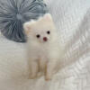 Pomeranian puppy tiny little Laci