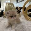 Beautiful British Shorthair Kittens (TICA)