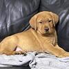 Red Fox English Lab Puppies